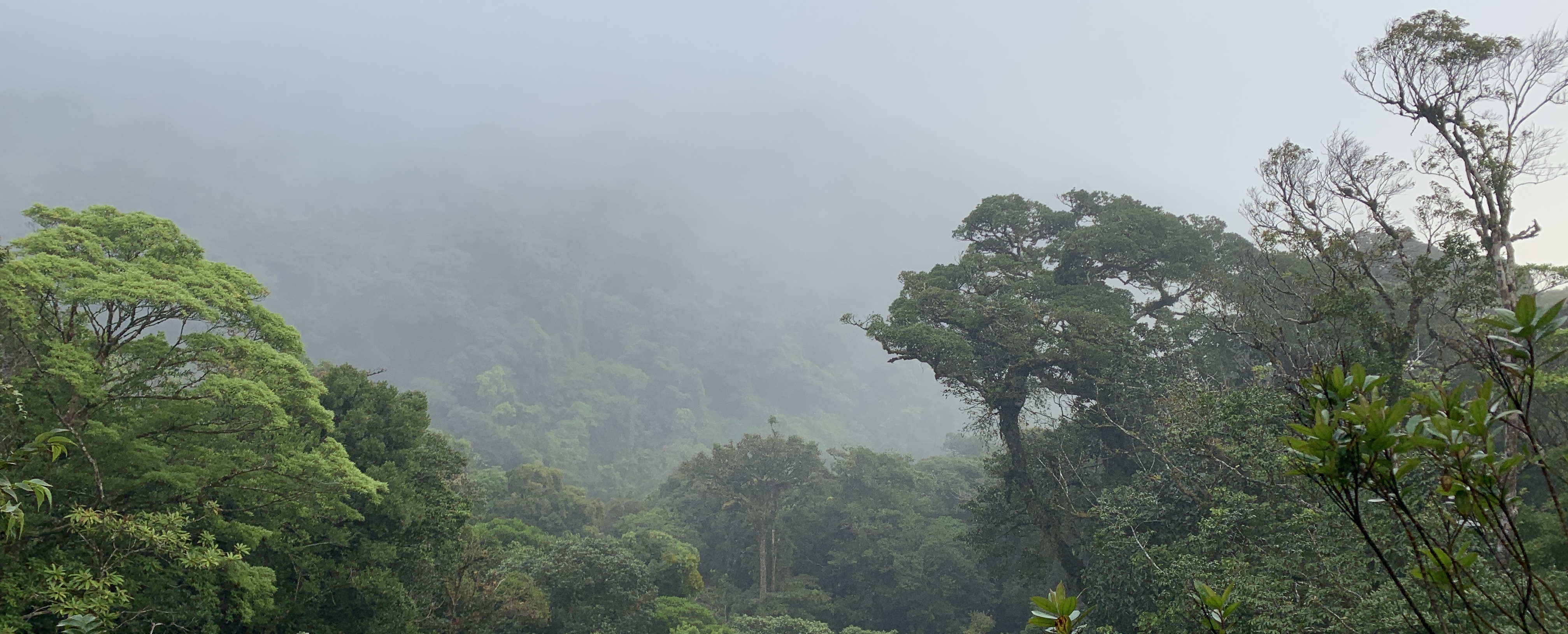 Cloud Forest