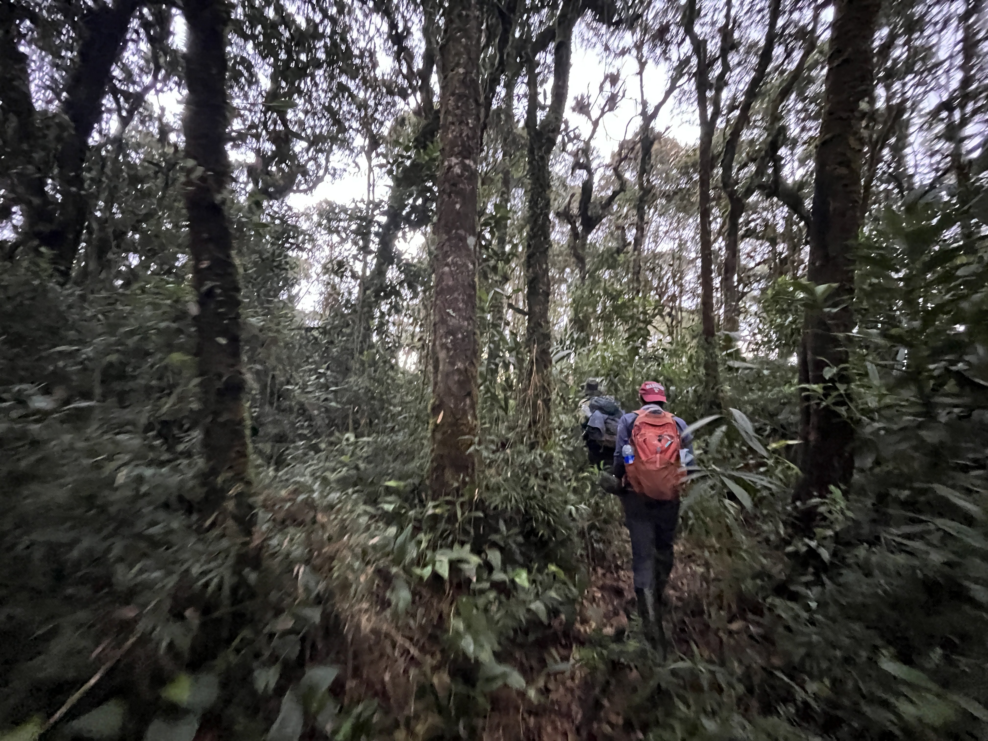 cloudforest