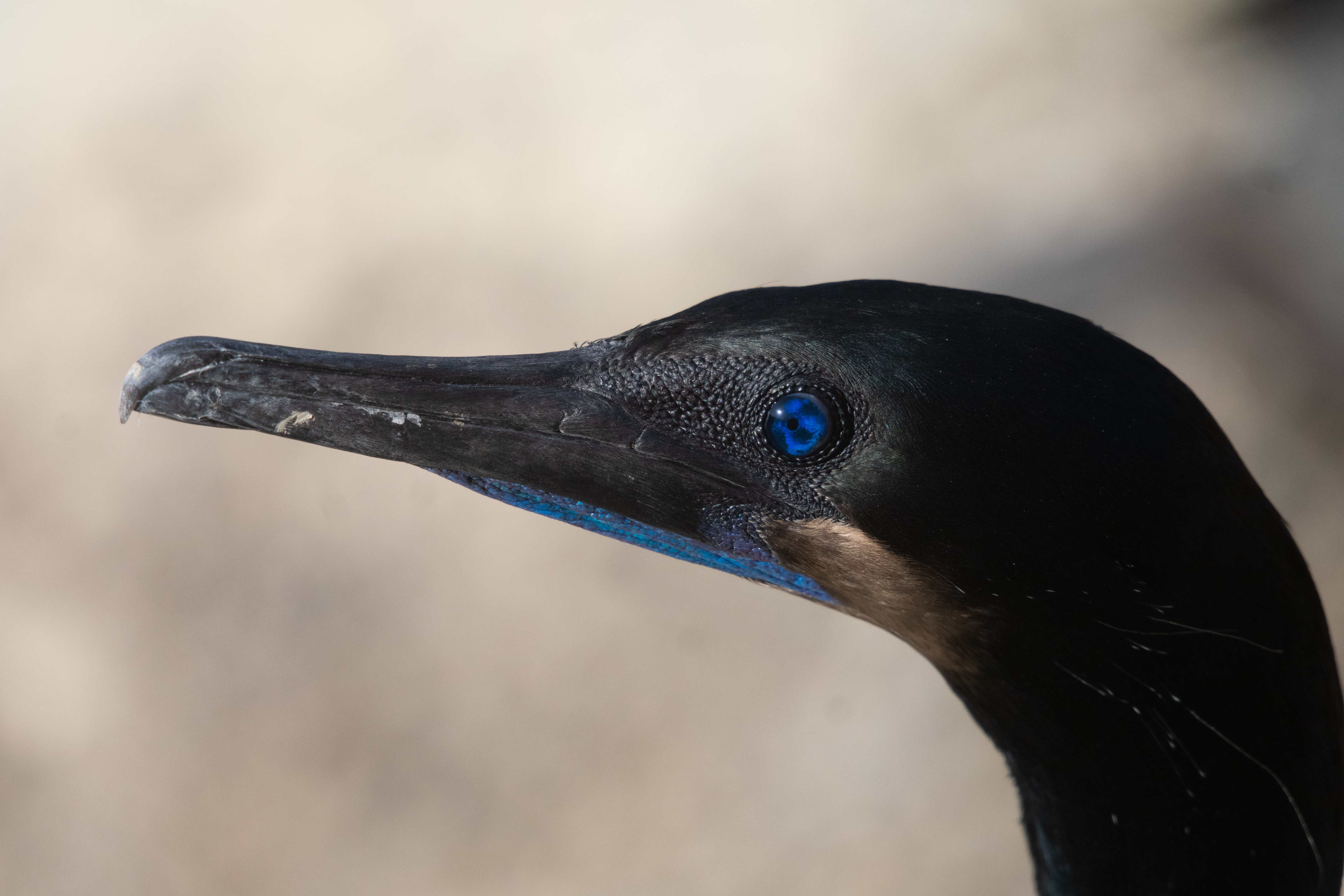 cormorant