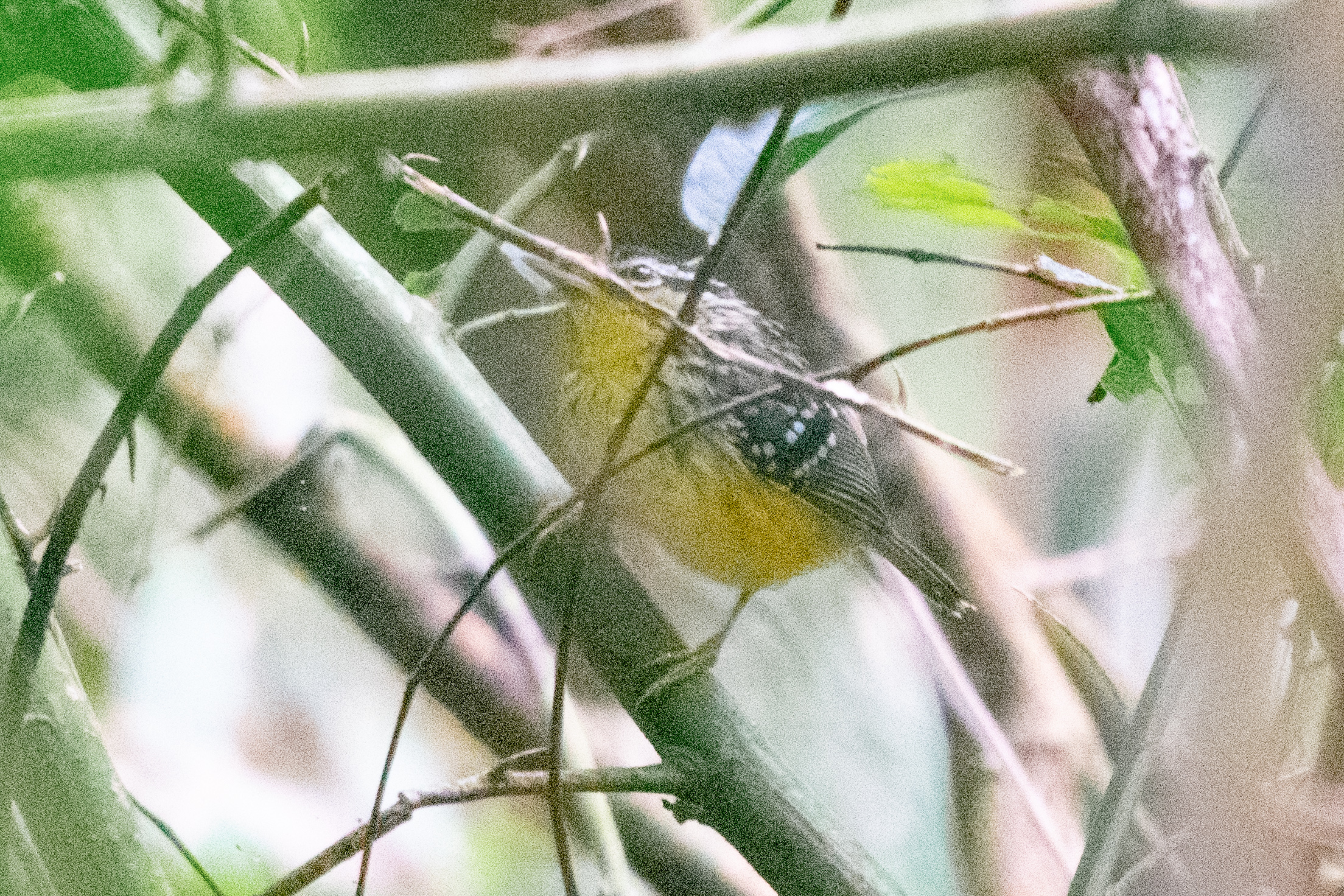 ybwa