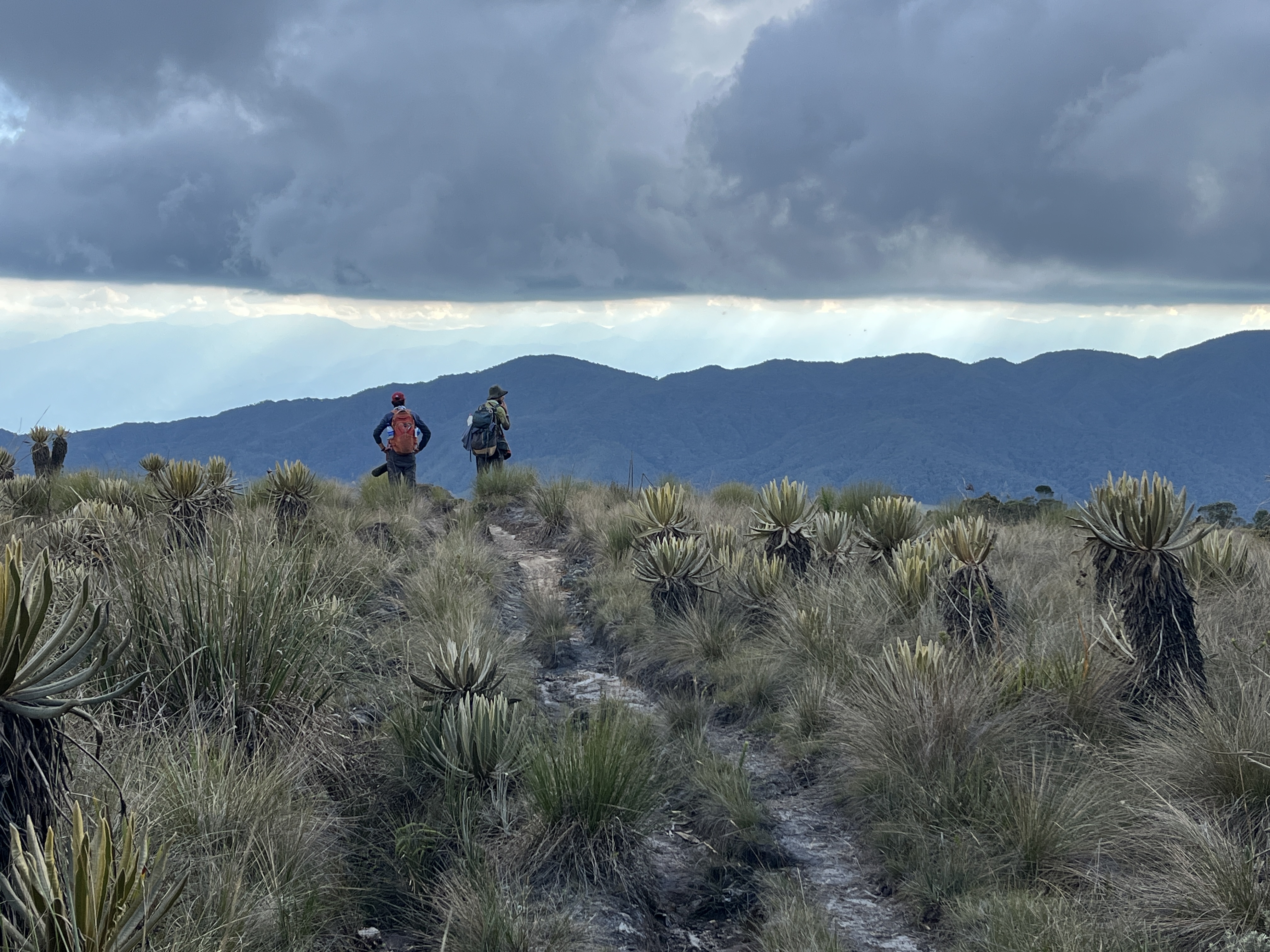 Paramo
