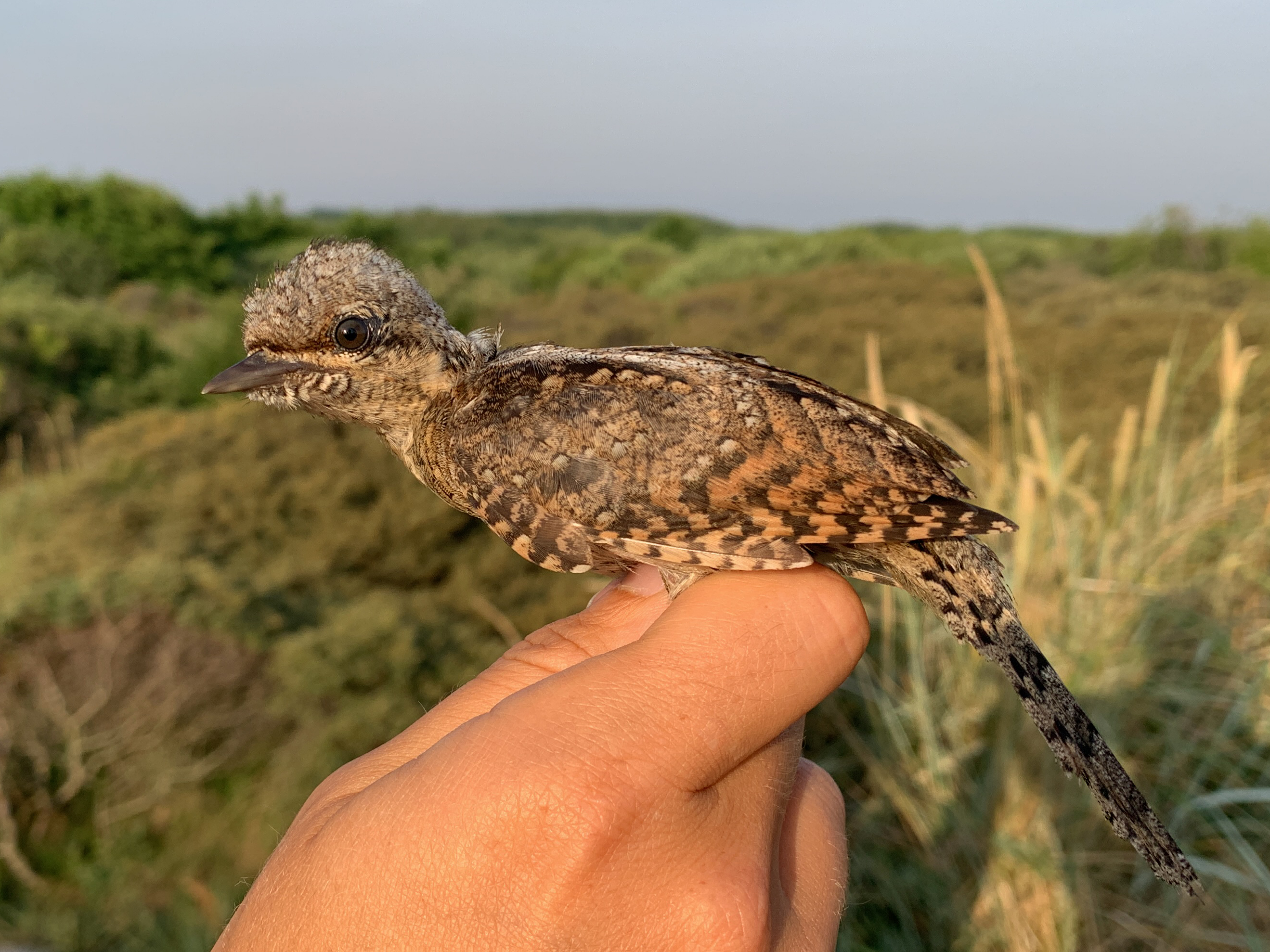 wryneck